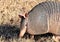 Nine-banded Armadillo Close-up