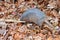 Nine-banded Armadillo (Dasypus novemcinctus)