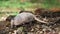 Nine-banded armadillo Dasypus novemcinctus