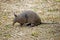 Nine Banded Armadillo, dasypus novemcinctus, Adult, Los Lianos in Venezuela