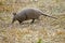 Nine Banded Armadillo, dasypus novemcinctus, Adult in Pampa, Los Lianos in Venezuela