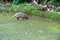 Nine-Banded Armadillo (Dasypus novemcinctus) in Costa Rica