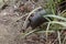 Nine-banded armadillo, Dasypus novemcinctus in Junquillal Nature Reserve. Guanacaste, Costa Rica