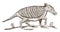 Nine-banded armadillo dasypus novemcinctus showing the tongue