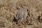 Nine-banded armadillo in dry grass