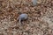 Nine-banded armadillo in dry leaves