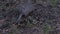 Nine-banded armadillo feeding