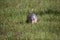 Nine-Banded Armadillo Foraging