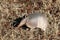 Nine-banded Armadillo in Grass