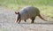 Nine banded armadillo on gravel road, Dasypus novemcinctus, Monroe GA USA