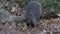 Nine-banded armadillo looking for food