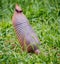 Nine banded armadillo , standing, in the wild in Brazil