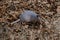 Nine-banded armadillo in Texas winter leaves closeup
