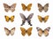 Nine beautiful butterfly