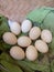 nine chicken eggs are in a container and protected with a green cloth
