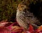 Nine days old quail, Coturnix japonica.....photographed in nature