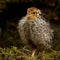 Nine days old quail, Coturnix japonica.....photographed in nature