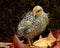 Nine days old quail, Coturnix japonica.....photographed in nature