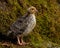 Nine days old quail, Coturnix japonica.....photographed in nature