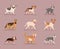 nine dogs mascots