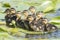 Nine ducklings on a lily leaf