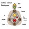 Nine energy centers. Head, ajna, throat, ego, solar plexus, sacral, root, spleen, g center