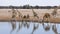 Nine Giraffes drink water from a small pond in Etosha, Namibia.