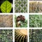 Nine images of different leaves in nature