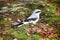 Nine killer Great grey Shrike is ferocious predator of passerine bird