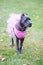 Nine month old cane corso italian mastiff in dress