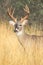 Nine point whitetail buck