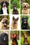 Nine popular breeds of dogs, portraits nature, collage