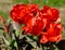 Nine red tulips grow in botanical garden on earth
