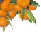 Nine ripe orange tangerines with leaves isolated on white