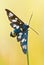 Nine-spotted moth Amata phegea