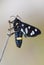 Nine-spotted moth - Amata phegea