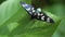 Nine-spotted moth butterfly sits on green leaf