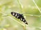 Nine-spotted moth or yellow belted burnet Amata phegea