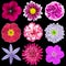Nine Various Pink, Purple, Red Flowers Isolated