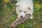 Nine week old American Eskimo puppy chewing on a piece of wood and  looking up in a residential yard