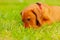 nine week old puppy of vizsla dog in meadow in spring time