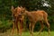 Nine weeks young wild Roe deer, Capreolus capreolus