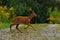 Nine weeks young wild Roe deer, Capreolus capreolus