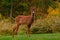 Nine weeks young wild Roe deer, Capreolus capreolus