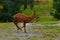 Nine weeks young wild Roe deer, Capreolus capreolus