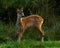Nine weeks young wild Roe deer, Capreolus capreolus