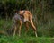 Nine weeks young wild Roe deer, Capreolus capreolus