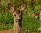 Nine weeks young wild Roe deer, Capreolus capreolus