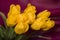 nine yellow tulips