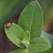 Ninebark Calligrapha Beetle on Milkweed Leaves